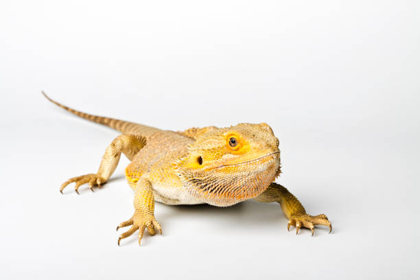 istock Agama. Bearded dragon isolated on bright background. Pogona vitticeps. 959673554