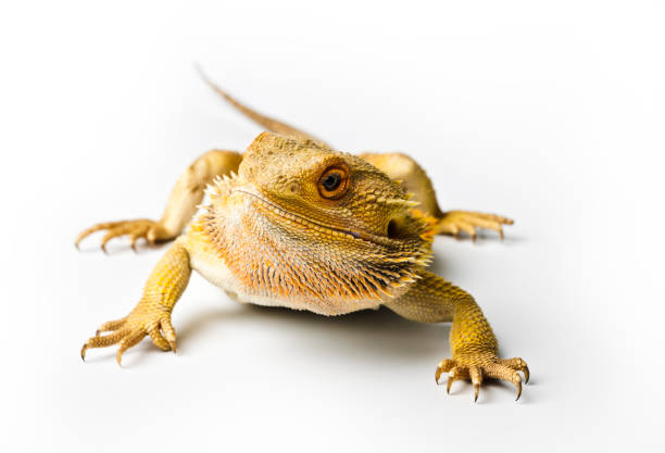 istock Agama. Bearded dragon isolated on bright background. Pogona vitticeps. 959673572