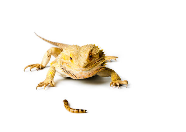 istock Agama. Bearded dragon isolated on white background. Pogona vitticeps. 959673578