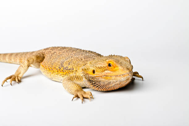 istock Agama. Bearded dragon isolated on bright background. Pogona vitticeps. 959673586