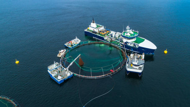 allevamento di pesci salmone nel fiordo. norvegia, bergen. - industrial fishing foto e immagini stock