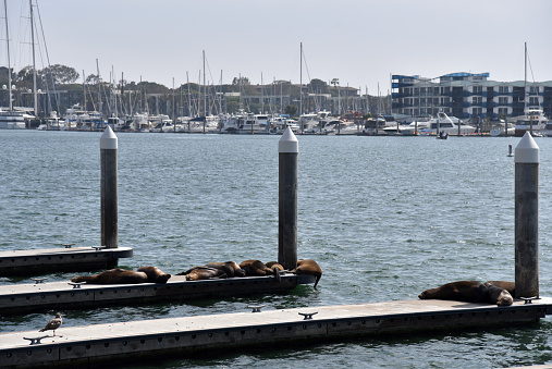 Sea Lions on the boat docks in Marina Del Rey in southern California