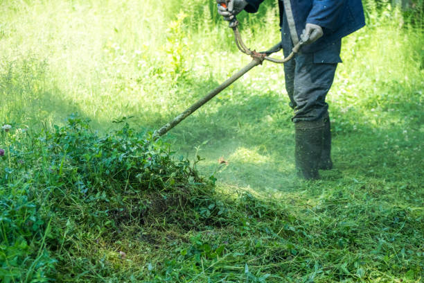 istock The gardener cutting grass by lawn mower 959674462