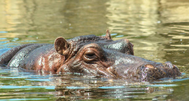istock Hippopotamus swims in the water. 959674816