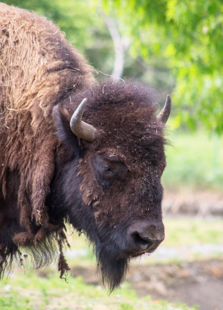 istock Close portrait of a buffalo. 959674858