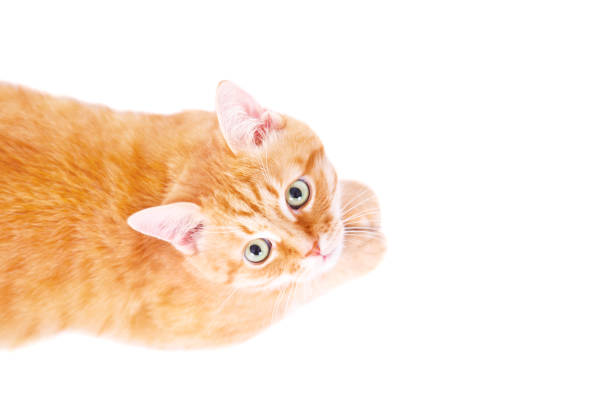 istock Cute ginger cat lying on the floor. 959681142