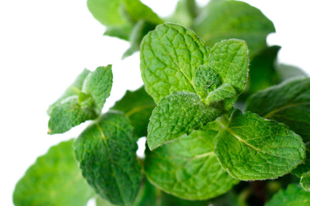 istock Peppermint plants close-up isolated on white background 959681286