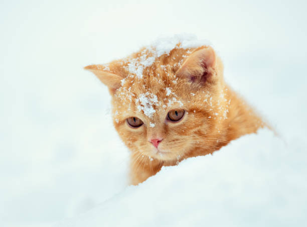 istock Little red kitten walking in deep snow in winter 959681528