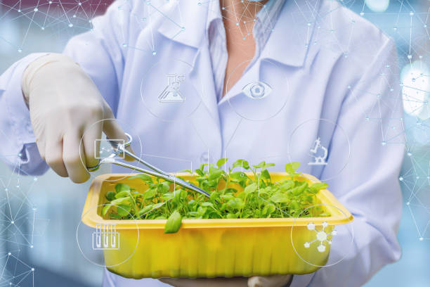 istock Biotechnologist works with a samples of the plants . 959681556