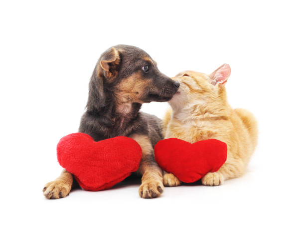 istock Cat and dog with red hearts. 959685330