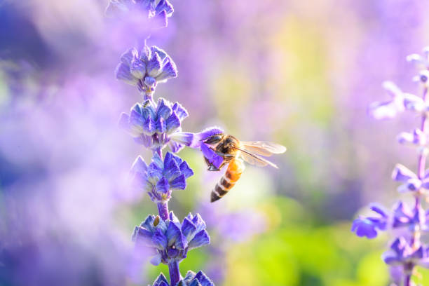 istock Bumblebee on lavender blooming flower in warming sunrise 959686052
