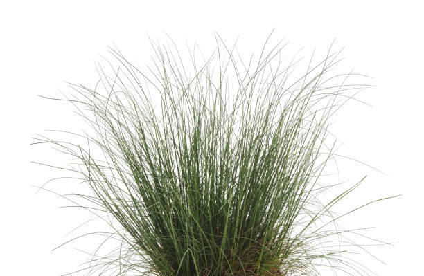 istock Bunch of green grass. 959686080