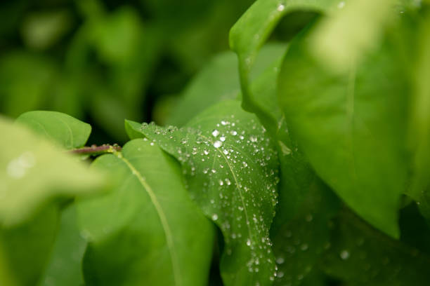 istock Water pearls on a green leaf 959688974