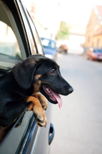 istock young dog sits in the car 959690402