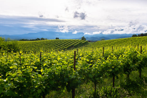 istock Collalto,Susegana (TV) vineyards 959692740
