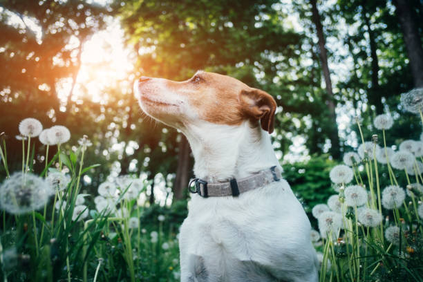 istock Jack russel terrier on dandelions meadow 959693026