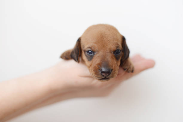 dachshund puppy portrait on white backgraund