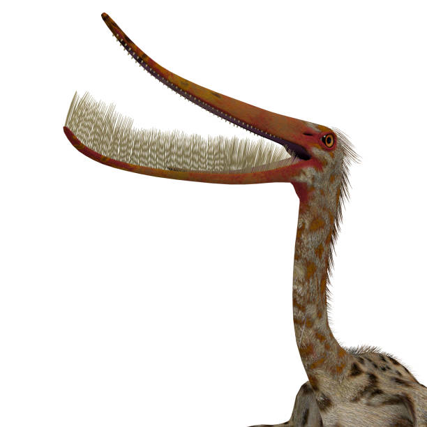 pterodaustro reptile head - filter feeder imagens e fotografias de stock