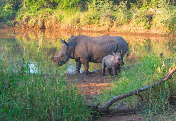 White Rhinoceros walking and grazing in the Maasai Mara National Park, Kenya