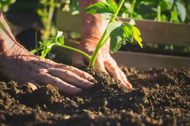 Photo of Old farmer planting tomatoes seedling in organic garden