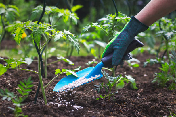 Farmer giving granulated fertilizer to young tomato plants Hand in glove holding shovel and fertilize seedling in organic garden. tomato plant stock pictures, royalty-free photos & images