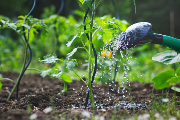 Watering tomatoes seedling in organic garden Close-up view on watering can sprinkling young tomato plant during dry season. Watering stock pictures, royalty-free photos & images