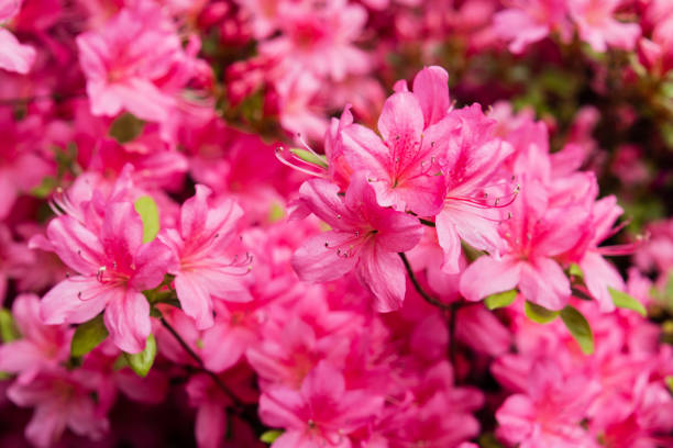 istock Pontic rhododendron (Rhododendron Ponticum - in latin) in garden 959698412