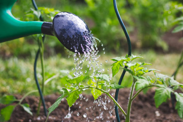 istock Watering tomatoes seedling in organic garden 959698654