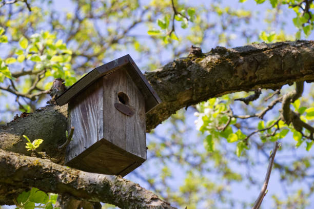 istock Birdhouse on a branch in orchard 959698660
