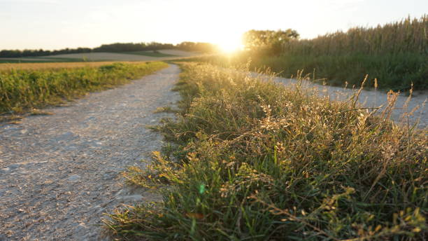 istock Sunset in a Field of Wheat 959701564