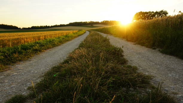 istock Sunset in a Field of Wheat 959701846