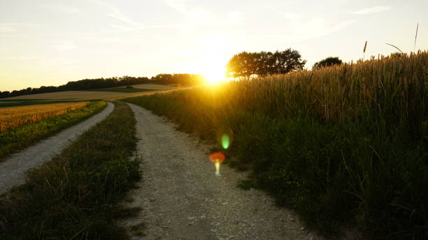 istock Sunset in a Field of Wheat 959701990