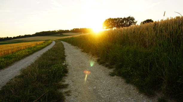 istock Sunset in a Field of Wheat 959702000