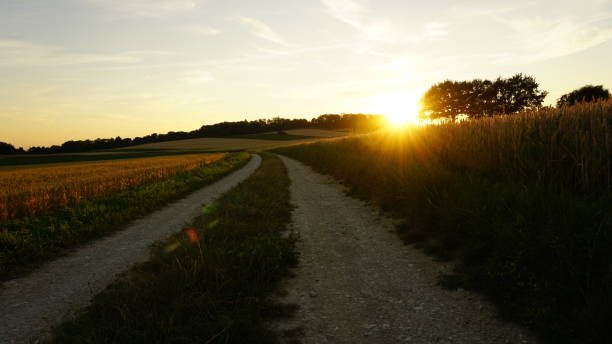 istock Sunset in a Field of Wheat 959702014