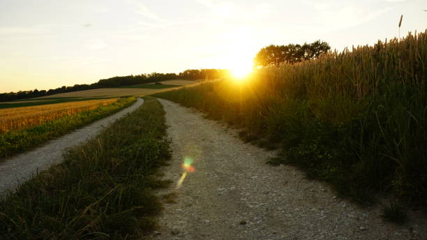istock Sunset in a Field of Wheat 959702050