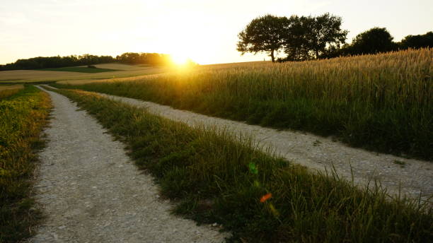 istock Sunset in a Field of Wheat 959702066