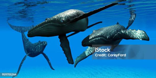 Three Whals Three Humpback Whales Stock Photo - Download Image Now - Humpback Whale ...
