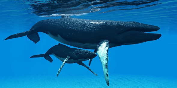 A Humpback whale calf hides under his mother's belly for protection in a large ocean environment.