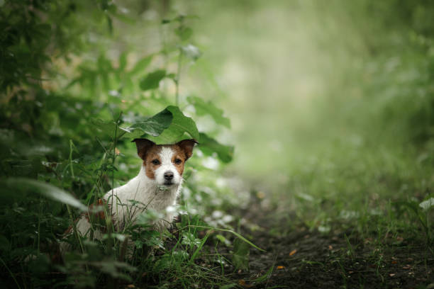 pequeno cão na chuva esconde-se debaixo de uma folha - meteorology rain fog forest - fotografias e filmes do acervo