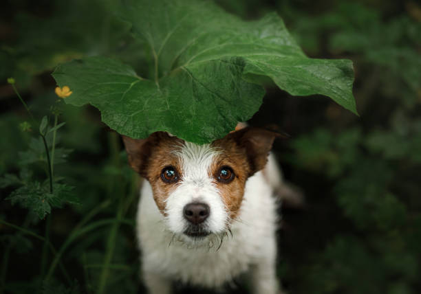 cagnolino sotto la pioggia si nasconde sotto una foglia - meteorology rain fog forest foto e immagini stock