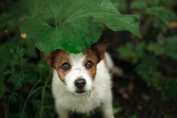 perro pequeño en la lluvia oculta debajo de una hoja - lost pet fotografías e imágenes de stock