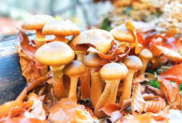 istock Mushrooms honey fungus in the forest 959708404