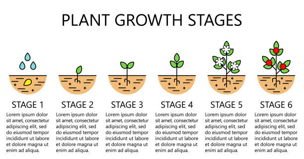 Plant growth stages infographics. Line art icons. Planting instruction template. Linear style illustration isolated on white. Plant growth stages infographics. Line art icons. Planting instruction template. Linear style illustration isolated on white. Planting fruits, vegetables process. Flat design style. soil sample stock illustrations