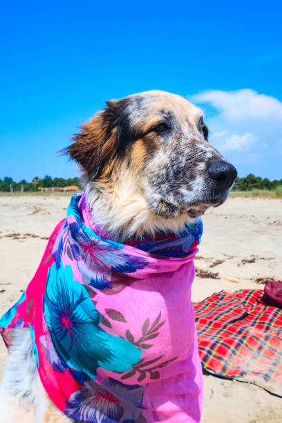 istock fuzzy dog at the beach 959708886