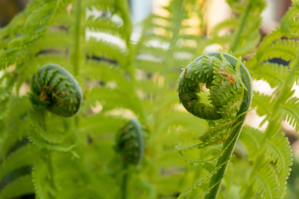 istock growing green fern, young leaf is twisted, selective focus, nature background 959708912