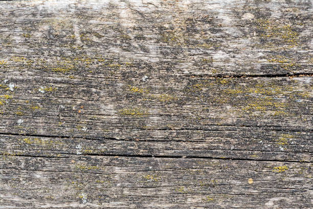 古いドライの質感�風化割れた木材、ログ、クローズ アップの抽象的な背景の繊維に沿って亀裂 - wood rustic close up nail ストックフォトと画像