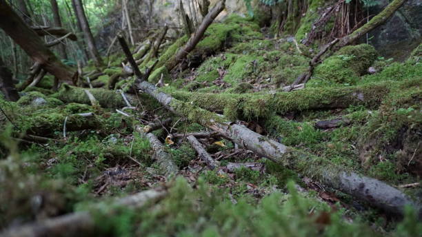 istock Nature and Forest in the Summer 959711850