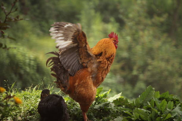 Flapping rooster Farm, Summer, Rooster, Chicken - Bird, Cockerel rooster open wings stock pictures, royalty-free photos & images