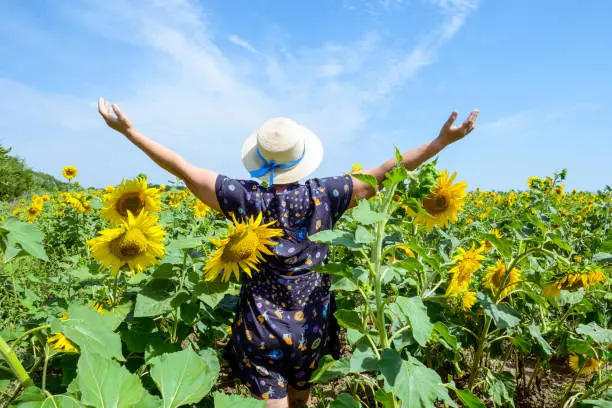 Photo of Adult Woman in straw hat standing backward in sunflower field, arms raised to sky, celebrating freedom. Positive emotions feeling life perception success, peace of mind concept.. Space for text