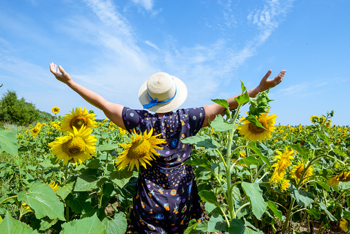 Adult Woman in straw hat standing backward in sunflower field, arms raised to sky, celebrating freedom. Positive emotions feeling life perception success, peace of mind concept.. Space for text.